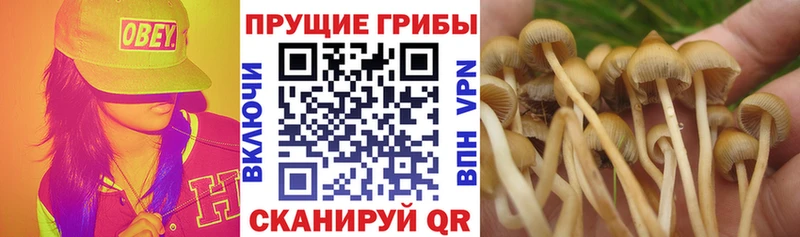 Галлюциногенные грибы прущие грибы  Купить  Новоржев 